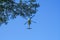 Rayong/Thailand- â€ŽNovember â€Ž21, â€Ž2018: Sikorsky S-70B-7 Seahawk Royal Thai Navy over the tree at U-Tapao Rayong