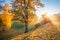 The rays of the autumn sun through the golden trees in Tsaritsyno