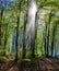 Rays In the beech wood