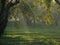 Rays of light among apple-tree