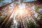 Rays of light in the forrest. Background