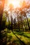 Rays of light in the forrest. Background.