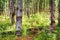 Rays of morning sunlight through old trees of primeval forest