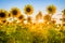 Rays of the rising sun breaking through sunflower plants field.