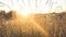 Rays of setting sun breaking through meadow grass. Low angle shot.