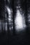 Rays shining in magical dark forest with fog at night