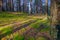 The rays of the sun break through the foliage. Morning in the autumn forest