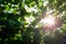 The rays of the sun break through the green foliage of grapes on a summer sunny day. Outdoors. Bottom view