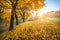 Rays of the sun through golden autumn leaves