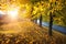 Rays of the sun through golden yellow autumn leaves