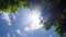 Rays of the sun with green leaves tree against the blue sky and white clouds