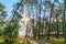 Rays of the sun make their way through the trunks of tall pines growing on the seashore