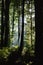 The rays of the sun in a mysterious beech forest in the thick morning mist. Transcarpathia, Ukraine. Atmospheric summer landscape