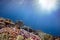 Rays of the sun through the ocean and coral reef