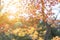 Rays of sun passing through the beautiful autumn colors of Japanese maple tree iroha momiji leaves in Yoyogi public park in Japan