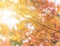 Rays of sun passing through the beautiful autumn colors of Japanese maple tree iroha momiji leaves in Yoyogi public park in Japan