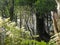 Rays of sunlight beam through dense forest jungle