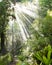 Rays of sunlight beam through dense tropical jungle