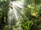 Rays of sunlight beam trough dense tropical jungle