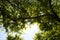 Rays of sunlight entering between the branches of some trees in the forest