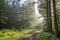 Rays of sunlight through the fog in a mountain forest in autumn