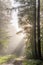 Rays of sunlight through the fog in a mountain forest in autumn