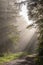 Rays of sunlight through the fog in a mountain forest in autumn