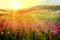 Rays of sunlight shining over a field of red wildflowers in a Colorado spring landscape