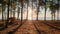 Rays of sunlight shining through the pine tree and creating a dynamic scenery of light and shadow on the beach.