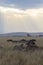 Rays of sunlight shining on the Serengeti savanna with zebra