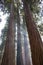 Rays of Sunlight Through Trunks of Giant Sequoia Redwood Trees i