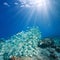 Rays of sunlight underwater with a school of fish Pacific ocean