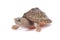 Razor-backed musk turtle ,Sternotherus carinatus,