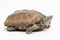 The razor-backed musk turtle (Sternotherus carinatus) isolated on white background