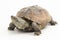 The razor-backed musk turtle (Sternotherus carinatus) isolated on white background