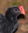 Razor-billed Curassow