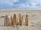 Razor shells on sandy beach