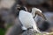 Razorbill