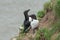 Razorbill