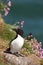 Razorbill