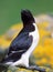 Razorbill ( Alca torda)