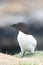 Razorbill - Alca torda