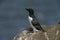 Razorbill, Alca torda