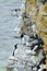 The razorbill Alca torda