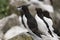 Razorbill Alca torda adult, with fish on rock looking over the Ocean