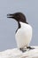 Razorbill Alca torda adult, on rock looking over the Ocean