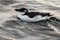 Razorbill, Alca torda, black and white bird lying in the sea