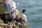 Razorbill Alca Torda perched on the rocks in Scotland