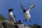 Razorbill (Alca torda) Runde Norway