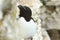 A Razorbill, Alca torda, standing on a ledge on the cliff face at the edge of the sea during breeding season.